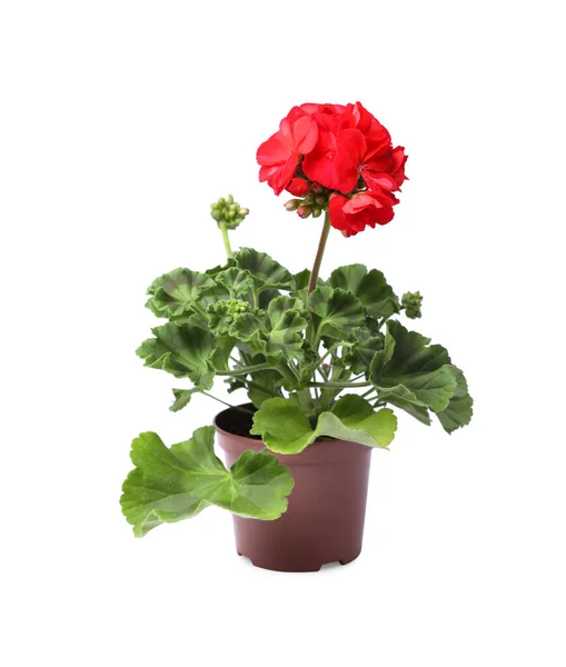 Красива Квітуча Червона Квітка Герані Горщику Ізольована Білому — стокове фото