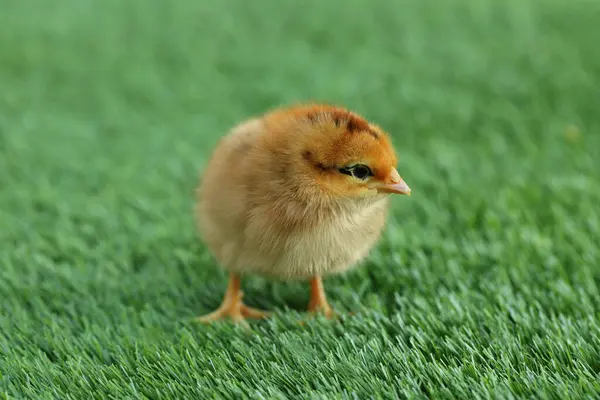 Cute Chick Green Artificial Grass Outdoors Closeup Baby Animal — Stock Photo, Image
