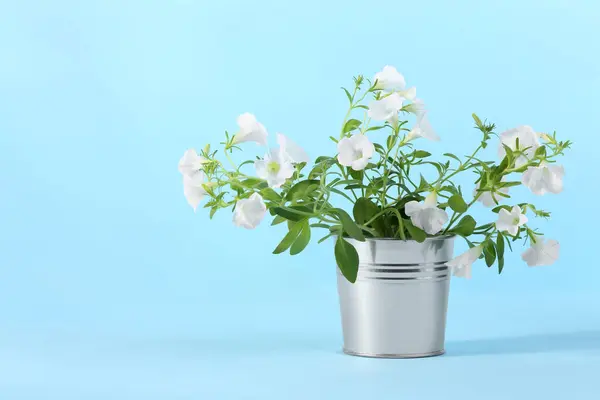 White flowers in metal pot on light blue background. Space for text
