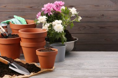 Organ nakli zamanı. Beyaz ahşap masa üzerinde bir sürü terracotta tenceresi, toprak, çiçekler ve aletler. Metin için boşluk