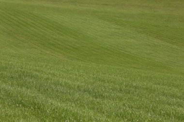 Açık yeşil çimenleri olan güzel bir çim.