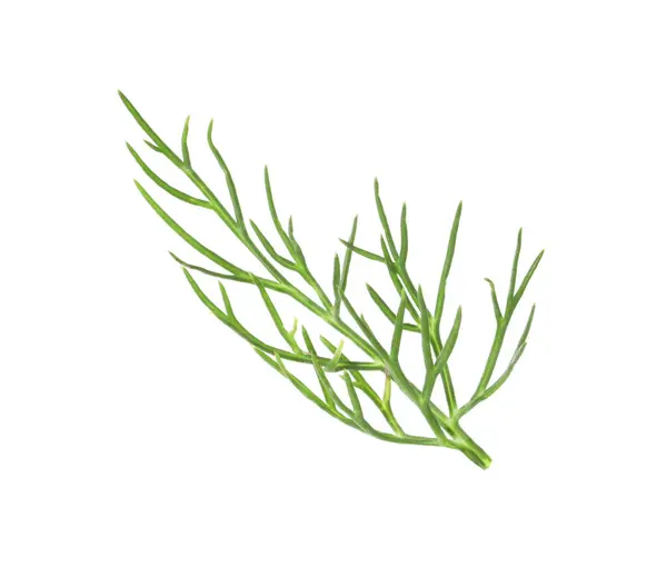 One Sprig Fresh Dill Isolated White — Stock Photo, Image