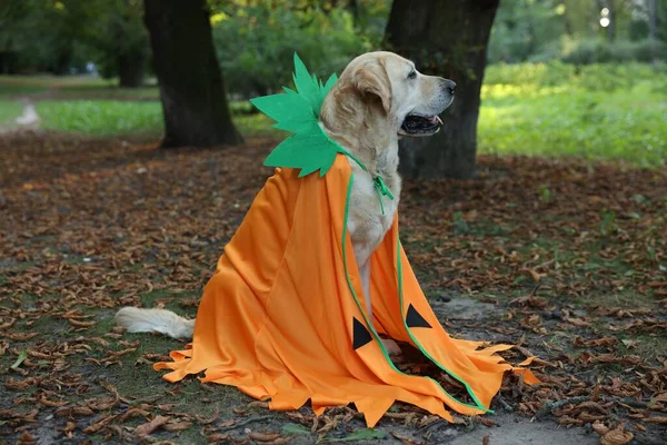 Cute Labrador Retriever Pies Noszenie Kostium Halloween Siedzi Jesiennym Parku — Zdjęcie stockowe