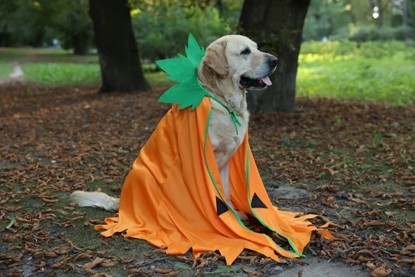 Lindo Perro Labrador Retriever Vestido Halloween Sentado Parque Otoño — Foto de Stock