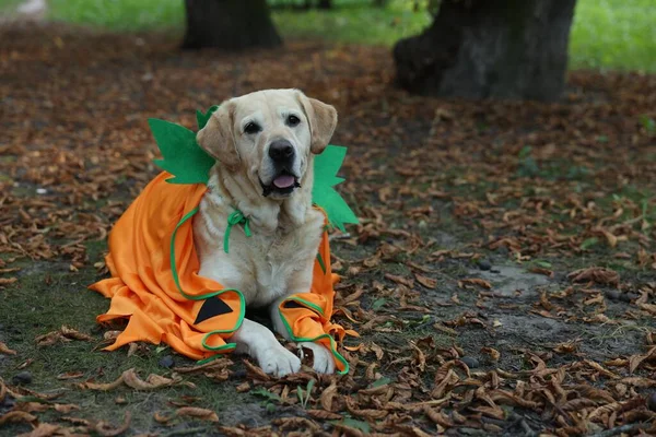 可爱的拉布拉多猎犬穿着万圣节服装在秋天的公园里 案文的篇幅 — 图库照片