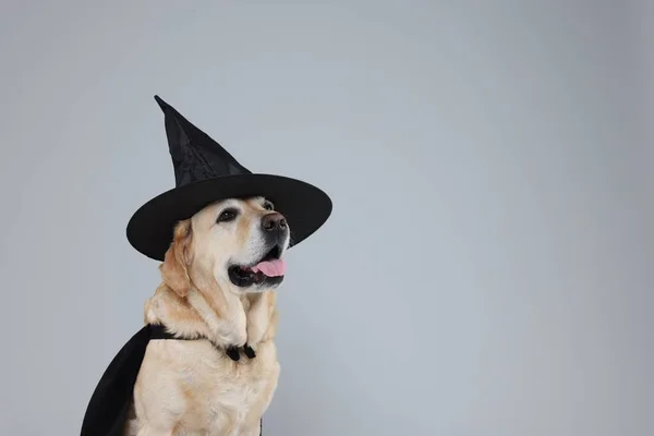 Lindo Perro Labrador Retriever Capa Negra Sombrero Sobre Fondo Gris — Foto de Stock