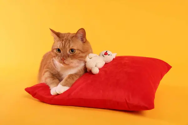 Cute ginger cat with crocheted bunny and red pillow on orange background