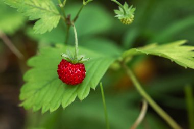 Small wild strawberry growing on stem outdoors, closeup