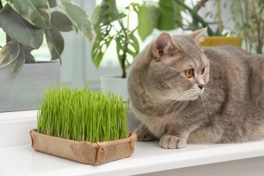 Pencere kenarındaki taze yeşil çimlerin yanında sevimli bir kedi.