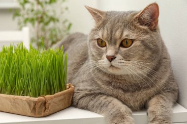 Beyaz masadaki taze yeşil çimlerin yanında sevimli bir kedi.