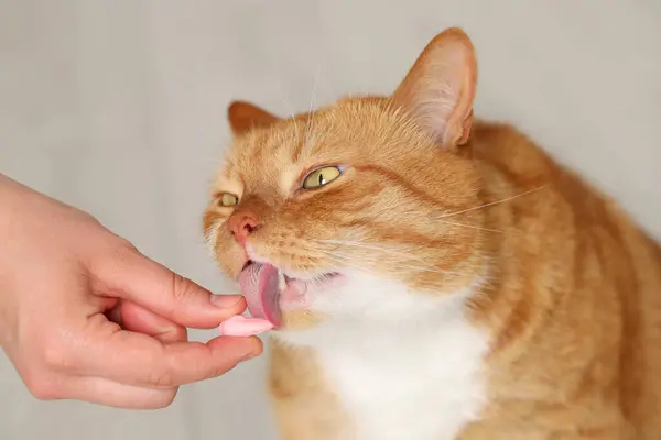Mulher Dando Pílula Vitamina Para Gato Bonito Dentro Casa Close — Fotografia de Stock