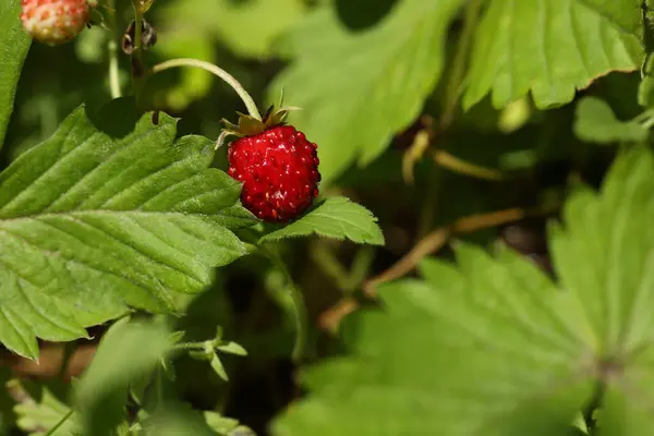 Small Wild Strawberry Growing Stem Outdoors Closeup — стокове фото