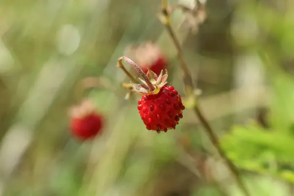 一个生长在户外的野草莓 案文的篇幅 — 图库照片
