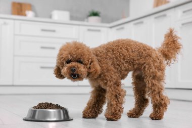 Mutfaktaki metal kaseden beslenen sevimli Maltipoo köpeği. Sevimli hayvan