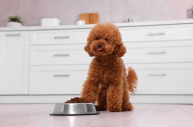 Mutfakta yerde kuru yiyeceklerle beslenme kabının yanında sevimli bir Maltipoo köpeği. Sevimli hayvan