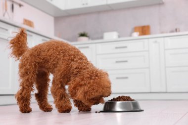 Mutfaktaki metal kaseden beslenen sevimli Maltipoo köpeği. Sevimli hayvan
