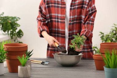Organ nakli. Ev bitkisi, bahçe aletleri ve boş saksıları olan bir kadın. Gri ahşap masa, kapalı, yakın plan.