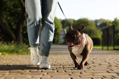 Güzel Fransız Bulldog 'uyla gezen bir kadın, yakın plan.