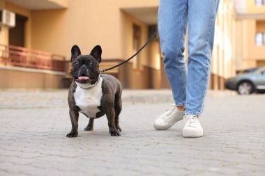 Güzel Fransız Bulldog 'uyla gezen bir kadın, yakın plan.