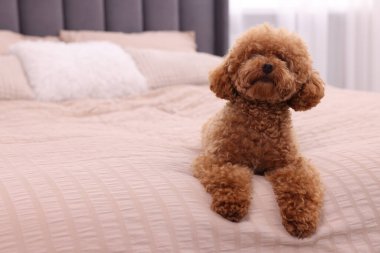 Evdeki yumuşak yatakta tatlı Maltipoo köpeği, mesaj için yer. Sevimli hayvan