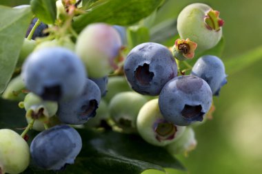 Yabanmersinleri dışarıda yetişiyor, yakınlarda. Mevsimlik meyveler