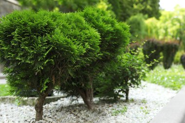 Parkta büyüyen güzel thuja ağaçları, yazı için yer. Bahçe işleri ve peyzaj.