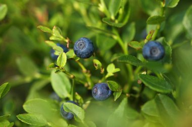 Ormanda yetişen olgun yaban mersinleri, yakın plan. Mevsimlik meyveler