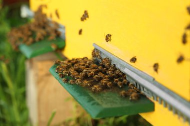 Güneşli bir günde bal arılarıyla ahşap kovanın yakın görüntüsü