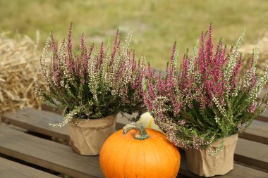 Saksıda güzel kenevir çiçekleri ve dışarıda ahşap palette balkabağı