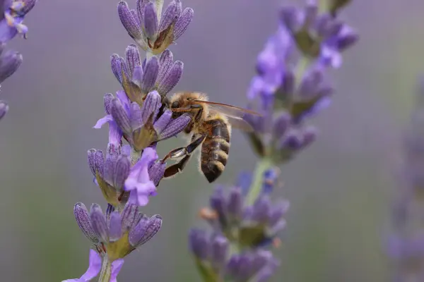Včela Sbírající Nektar Krásné Levandule Květiny Venku Detailní — Stock fotografie