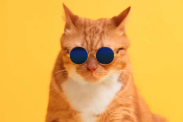 黄底时髦太阳镜中可爱生姜猫的肖像 — 图库照片