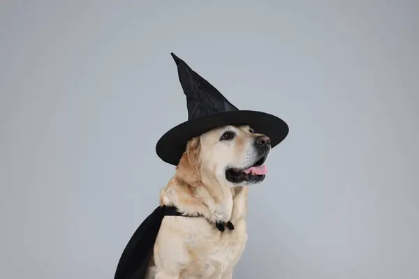 Słodki Pies Labrador Retriever Czarnym Płaszczu Kapeluszu Jasnoszarym Tle Święto — Zdjęcie stockowe
