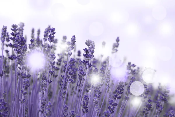 Beautiful Blooming Lavender Field Outdoors Closeup View Bokeh Effect — Stock Photo, Image