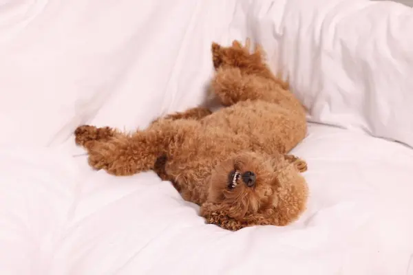 Cute Maltipoo dog resting on soft bed