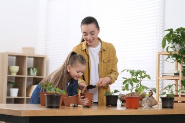 Anne ve kızı demliğe fidanlar ekiyor. Odanın ahşap masasında.