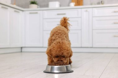 Mutfaktaki metal kaseden beslenen sevimli Maltipoo köpeği. Sevimli hayvan