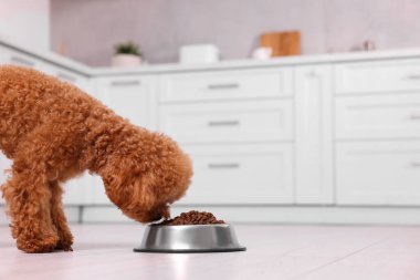Mutfaktaki metal kaseden beslenen sevimli Maltipoo köpeği. Sevimli hayvan