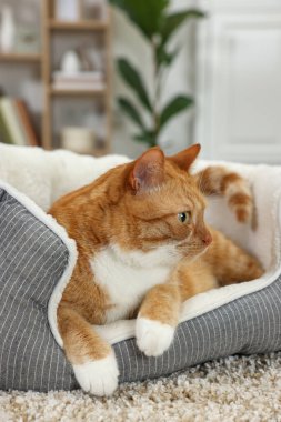 Evcil hayvan yatağında yatan sevimli kızıl kedi.
