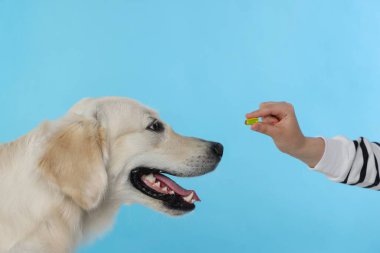 Kadın, açık mavi arka planda şirin Labrador Retriever köpeğine hap veriyor, yakın plan.