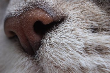 Cat, makro burun fotoğrafı. Sevimli hayvan.