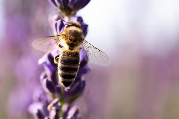 Včela Sbírá Nektar Krásné Levandulové Květiny Venku Detailní Záběr Mezera — Stock fotografie