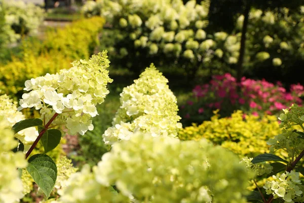 美丽的水仙花 花园盛开的白花 有选择的焦点 — 图库照片