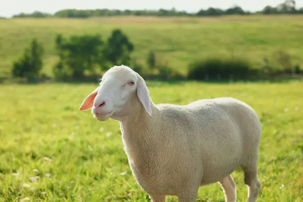 Ovelhas Bonitas Pastando Livre Dia Ensolarado Animais Exploração — Fotografia de Stock