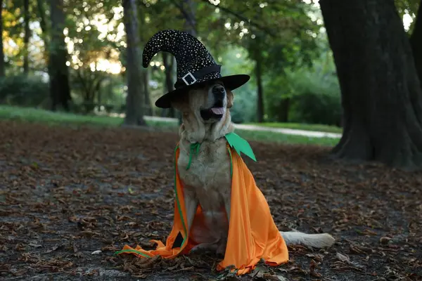 Lindo Perro Labrador Retriever Con Disfraz Halloween Parque Otoño — Foto de Stock