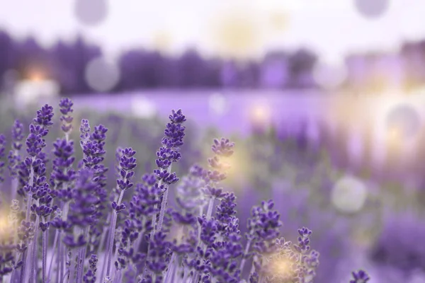 Krásné Kvetoucí Levandulové Pole Venku Detailní Pohled Efekt Bokeh — Stock fotografie