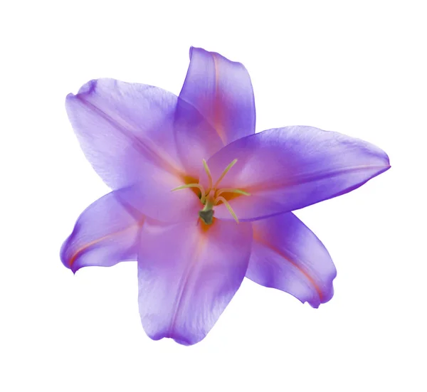 Incrível Flor Lírio Violeta Isolado Branco — Fotografia de Stock