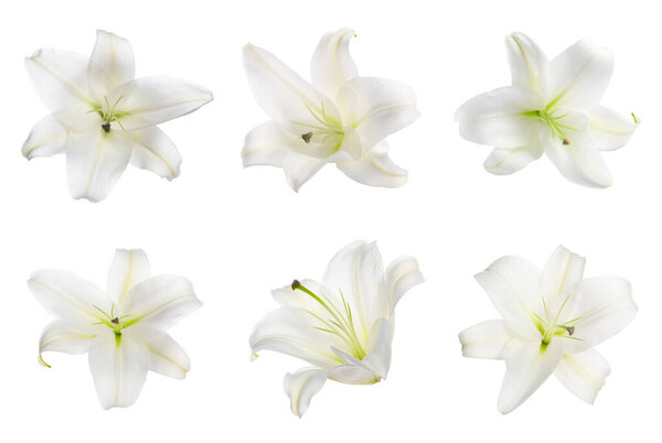 Beautiful lily flowers isolated on white, set