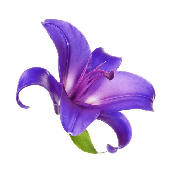 Erstaunlich Violette Lilie Blume Isoliert Auf Weiß — Stockfoto