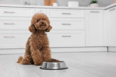 Mutfakta yerde kuru yiyeceklerle beslenme kabının yanında sevimli bir Maltipoo köpeği. Sevimli hayvan