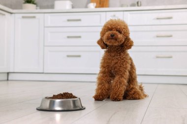 Mutfakta yerde kuru yiyeceklerle beslenme kabının yanında sevimli bir Maltipoo köpeği. Sevimli hayvan